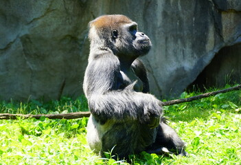 A large silverback gorilla sits amidst vibrant green grass inside of the enclosure at Cincinnati...