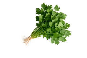 Fresh coriander with roots isolated on white background – aromatic green herb perfect for cooking, garnishing, and healthy recipes, rich in flavor and nutrients