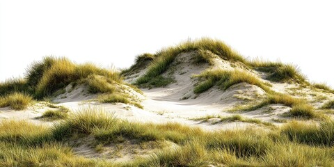 Sandy dune covered in grasses