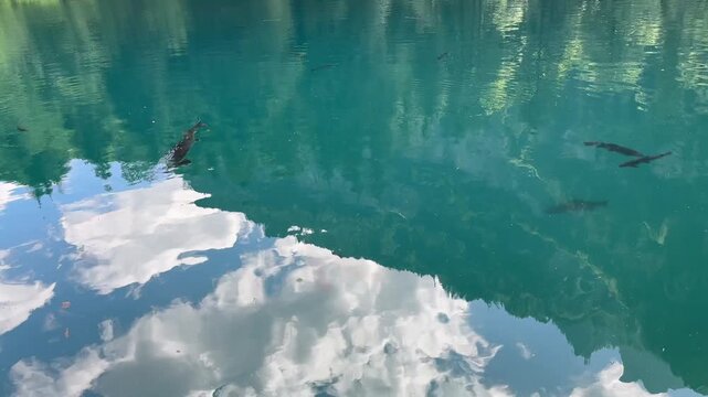 Crystal-clear Blausee lake in Switzerland, where the water is so transparent you can see fish swimming below. Pristine alpine nature, peaceful atmosphere, and stunning natural beauty. Kandergrund 