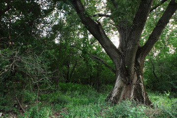 Fototapeta premium Centuries-old poplar on the shores of the lake