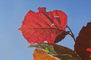 Vibrant red autumn leaf isolated on a clear blue sky. Backlit texture shows intricate veins,...