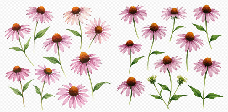 Collection of watercolor painted coneflowers, various stages of bloom, isolated on white.