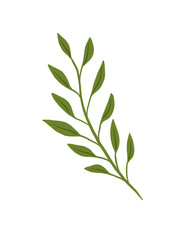 laurel leaves isolated on white