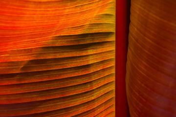 Backside of  a banana leaf in vibrant light