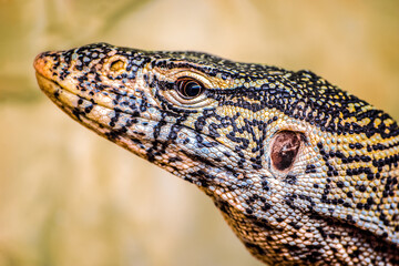 Portrait of a Nile Monitor in a vivarium. Varanus niloticus, Alligator Bay, Beauvoir, Manche 50, Région Normandie, France, European Union, Europe
