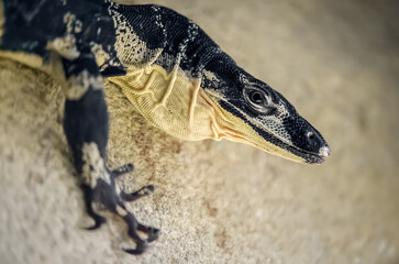 Portrait of a Lace Monitor on a stone in a vivarium looking around. Varanus varius, ZooParc de Beauval, Saint Aignan sur Cher, Loir et Cher 41, Région Pays de la Loire, France, Europe