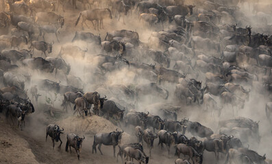 Great wildebeest and zebra migration in Maasai Mara, Africa 
