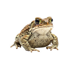 Obraz premium Ultra Realistic Toad PNG – High Resolution Amphibian Isolated on White Background with Sharp Focus, Crisp Details, and Natural True-to-Life Colors