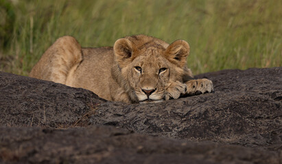 A male lion in the Maasai Mara, Africa   
