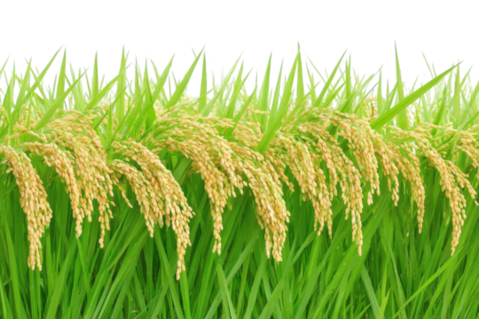 Golden rice grains ripen in lush green paddy field, harvest season abundance