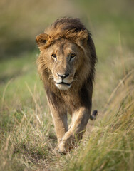 A male lion in the Maasai Mara, Africa   