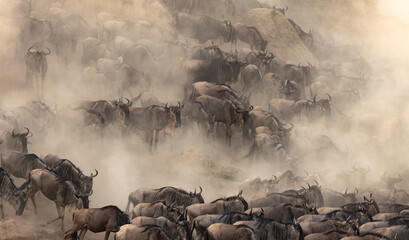 The great migration from Serengeti to Maasai Mara in Africa