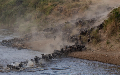 Great wildebeest and zebra migration in Maasai Mara, Africa 