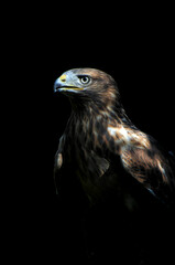 falke., greifvogel, bird, falco, tier, adler, schnabel, raubtier, beute, 