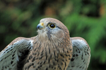 greifvogel, falke, wanderfalke, bird, falco, tier, schnabel, beute, natur, adler, raubtier, wild...