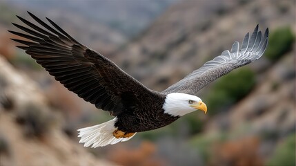 Obraz premium Bald eagle glides effortlessly in an autumn sky while vibrant trees and a winding river create a picturesque backdrop