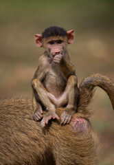 Baboon baby in Amboseli National Park, Kenya, Africa 