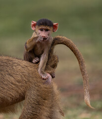 Baboon baby in Amboseli National Park, Kenya, Africa 