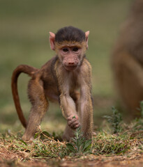 Fototapeta premium Baboon baby in Amboseli National Park, Kenya, Africa 