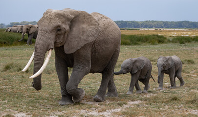 Fototapeta premium Tusker Elephant in Amboseli National Park, Africa
