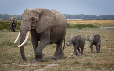 Tusker Elephant in Amboseli National Park, Africa