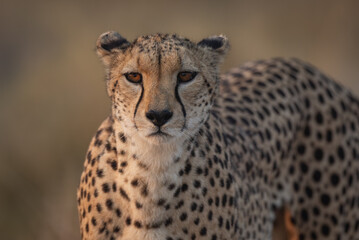 Cheetah in Amboseli National Park, Kenya, Africa 