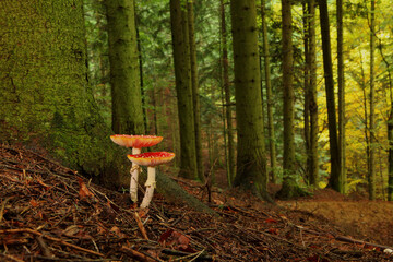 Amanita muscaria ovolo malefico