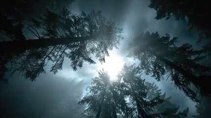 Fototapeta premium Forest canopy view upwards towards bright sunlight filtering through trees and fog