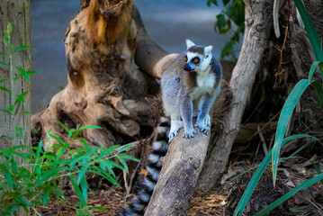 A ring-tailed lemur with distinctive black-and-white striped tail and vivid orange eyes stands alert on a tree branch. The setting is lush and natural, with roots and dense vegetation in the backgroun