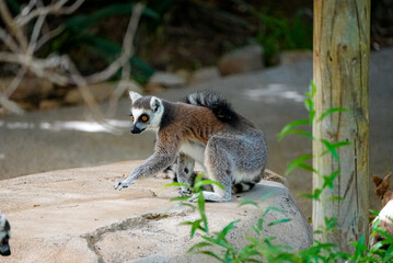 A ring-tailed lemur is captured crouching on a stone surface, its vivid orange eyes full of focus. Its striped tail is curled behind, and its body is poised as if ready to move. The background feature