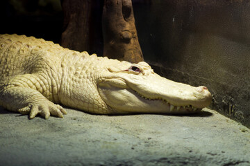Albino Alligator Resting Indoors
