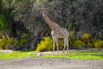 A tall giraffe stands alert in a sunlit forest clearing, surrounded by sparse trees and dry undergrowth. At its feet lie two resting antelopes on a patch of green grass.