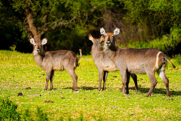 Three waterbucks are seen standing close together on a bright green grassy field, bathed in warm sunlight. One of the animals looks directly at the camera, while the others turn slightly away.