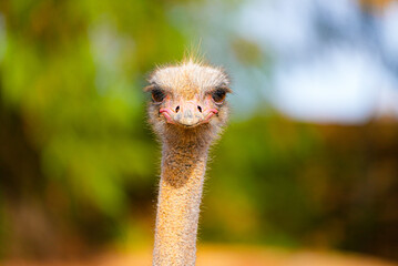 A humorous close-up of an ostrich with a comical expression, showing its beak and eyes in sharp detail against a bright blurred background.