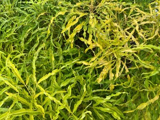 green grass background