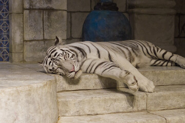 White Tiger Resting on Stone Steps

