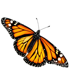 Fototapeta premium Colorful monarch butterfly with outstretched orange and black wings isolated on a white background