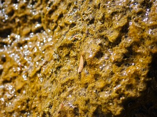 close up of a rock