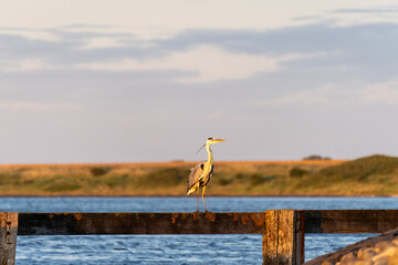 A heron sitting on a wooden piece, in Scharendijke, The Netherlands