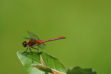 Ruby Meadowhawk Dragonfly perched on a green leaf with green background