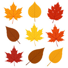 Colorful autumn leaves collection for seasonal designs and fall-themed creative projects, warm vibrant tones