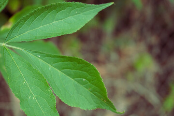 Green leaves macro with soft bokeh natural background and copy space