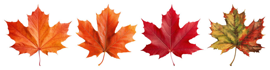 Obraz premium PNG Vibrant autumn maple leaves collection, element set on transparent background