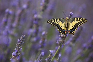 Butterfly in lavender flowers
