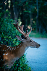 Obraz premium Sika deer in the jungle