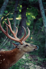 Sika deer in the jungle