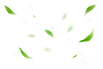 Green Floating Leaves Flying Leaves Green Leaf Dancing on transparent background png file