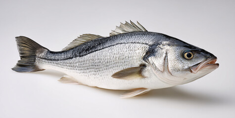 Naklejka premium Fresh Raw European Sea Bass Fish on White Background