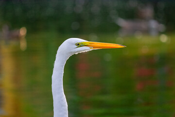 Close-Up of Great Egret Head and Neck
